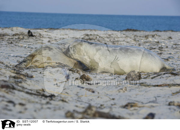 Kegelrobben / grey seals / SST-12007