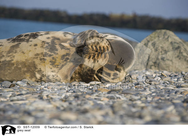 Kegelrobbe / grey seal / SST-12009