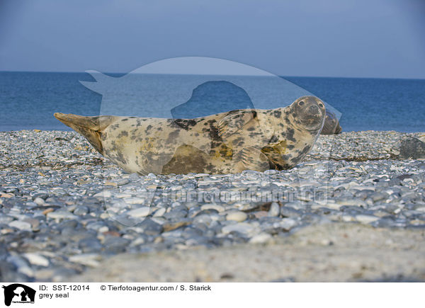 Kegelrobbe / grey seal / SST-12014