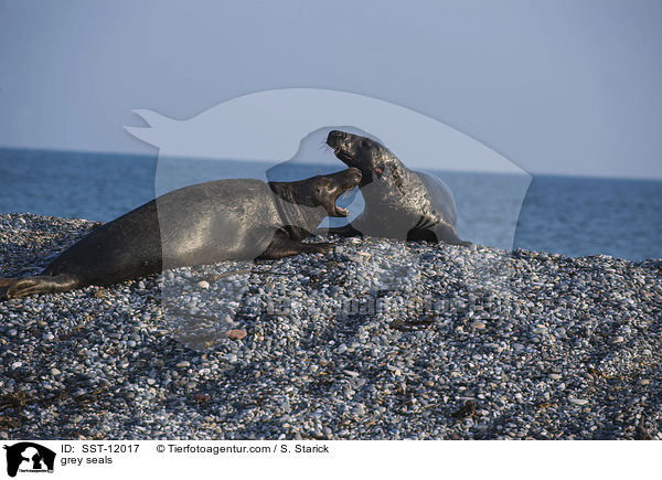 Kegelrobben / grey seals / SST-12017