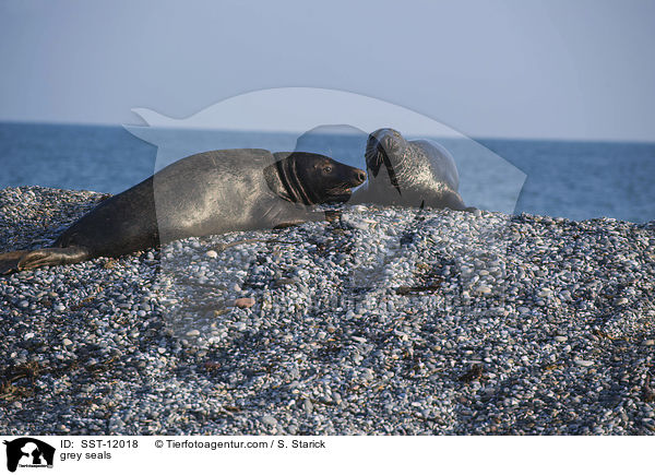 Kegelrobben / grey seals / SST-12018