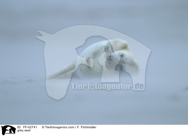 grey seal / FF-02741