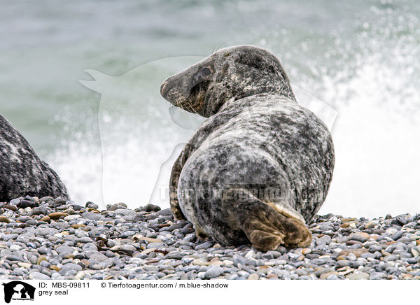 grey seal / MBS-09811