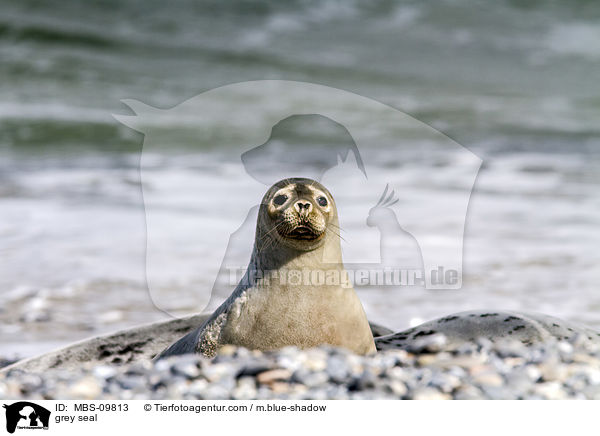 Kegelrobbe / grey seal / MBS-09813