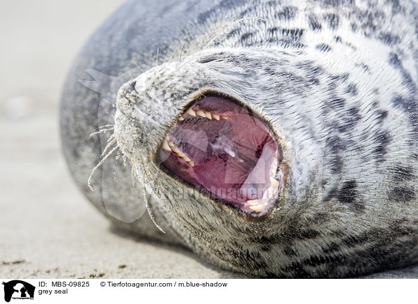 grey seal / MBS-09825