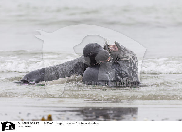 Kegelrobben / grey seals / MBS-09837