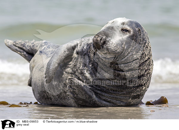 Kegelrobbe / grey seal / MBS-09853