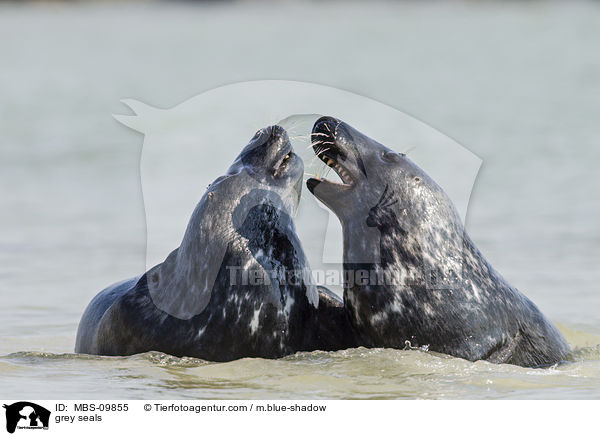 Kegelrobben / grey seals / MBS-09855