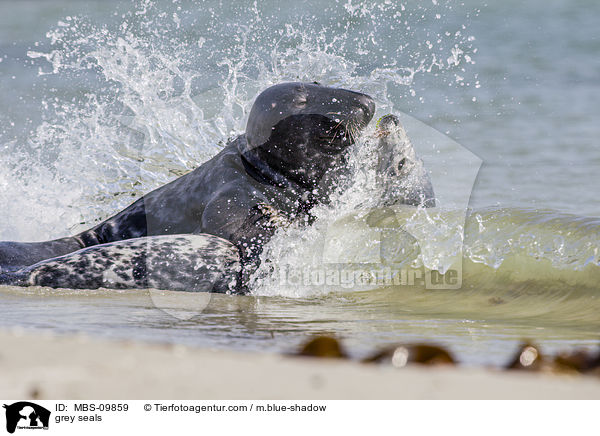 grey seals / MBS-09859