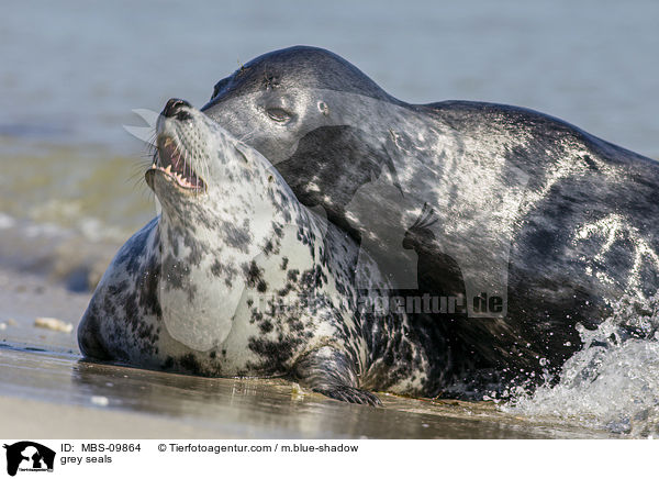 Kegelrobben / grey seals / MBS-09864