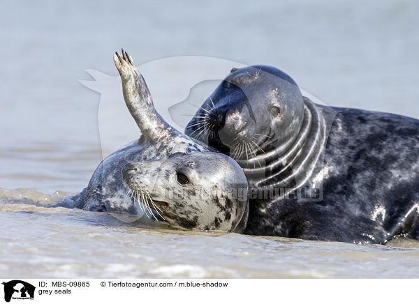 Kegelrobben / grey seals / MBS-09865