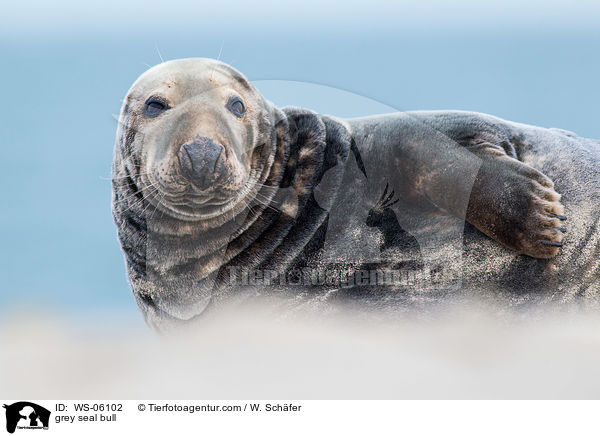 grey seal bull / WS-06102