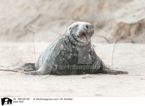 grey seal / WS-06108