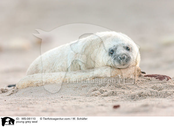 young grey seal / WS-06110