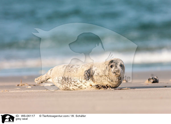 grey seal / WS-06117