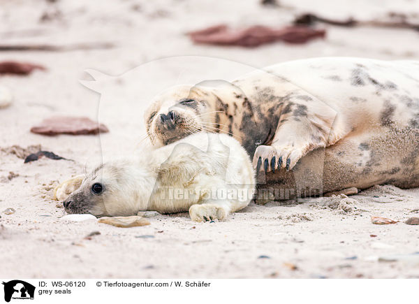 grey seals / WS-06120