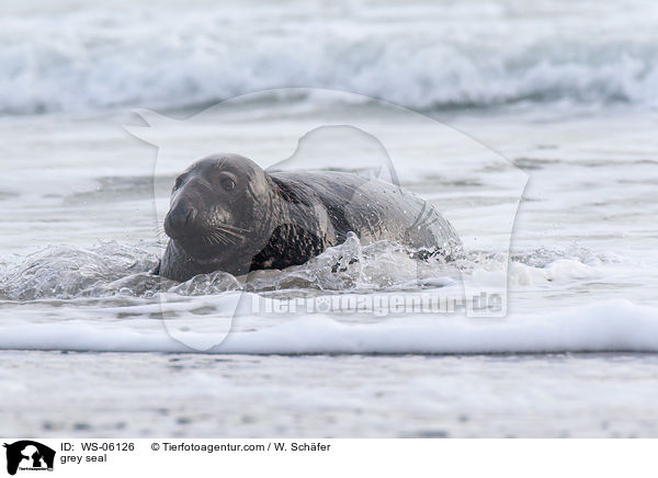 grey seal / WS-06126