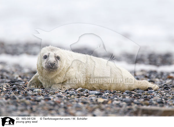 Robbenbaby / young grey seal / WS-06128