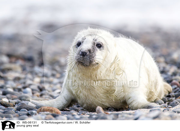 Robbenbaby / young grey seal / WS-06131