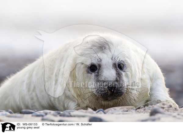 Robbenbaby / young grey seal / WS-06133