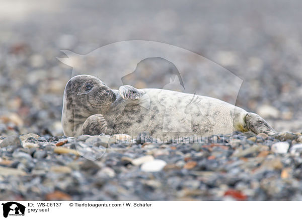 grey seal / WS-06137