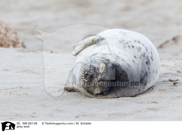 Kegelrobbe / grey seal / WS-06138