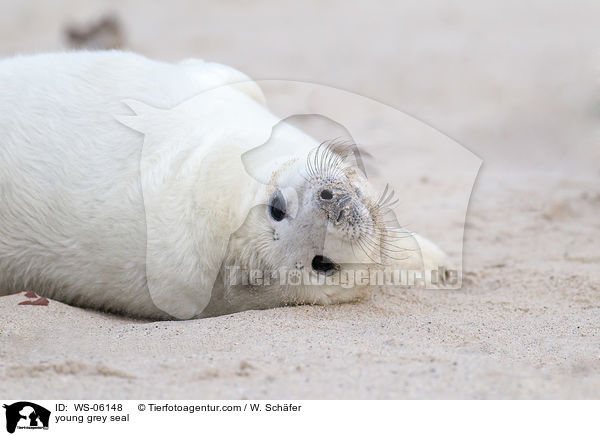 Robbenbaby / young grey seal / WS-06148