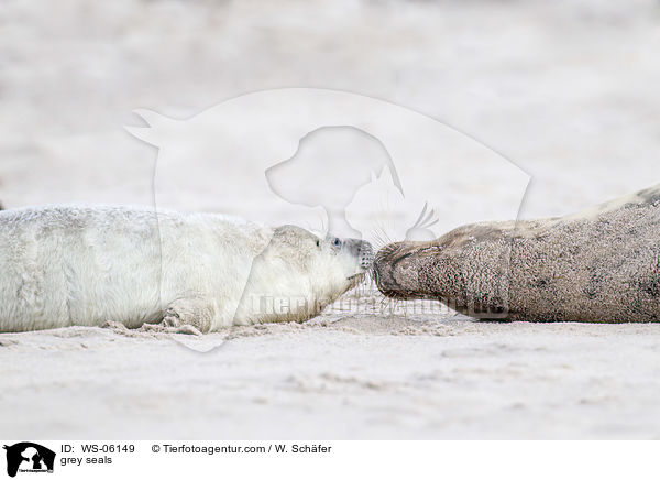 Kegelrobben / grey seals / WS-06149