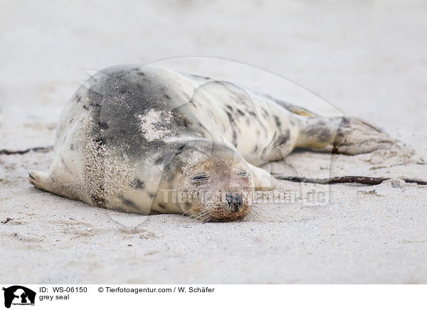 Kegelrobbe / grey seal / WS-06150