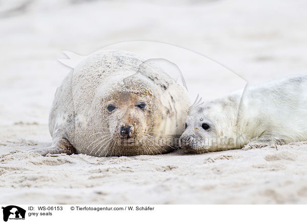 Kegelrobben / grey seals / WS-06153