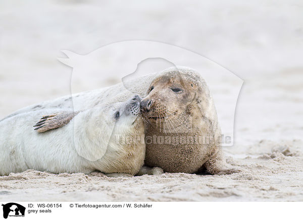 Kegelrobben / grey seals / WS-06154