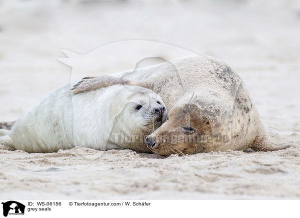 Kegelrobben / grey seals / WS-06156