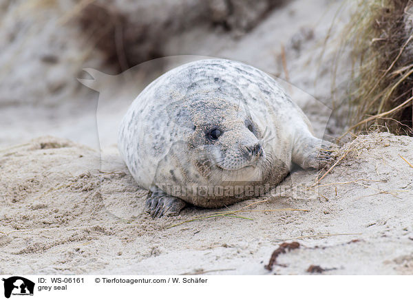 Kegelrobbe / grey seal / WS-06161