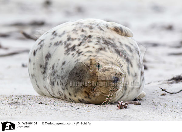 Kegelrobbe / grey seal / WS-06164