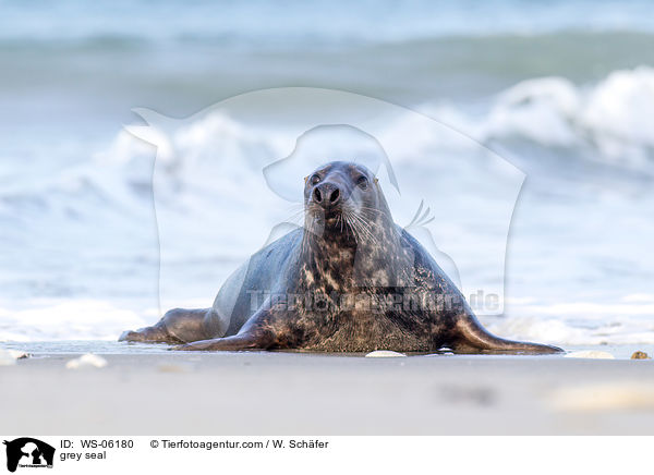 grey seal / WS-06180