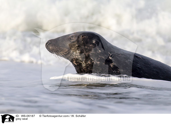 Kegelrobbe / grey seal / WS-06187