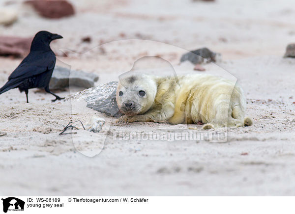 Robbenbaby / young grey seal / WS-06189