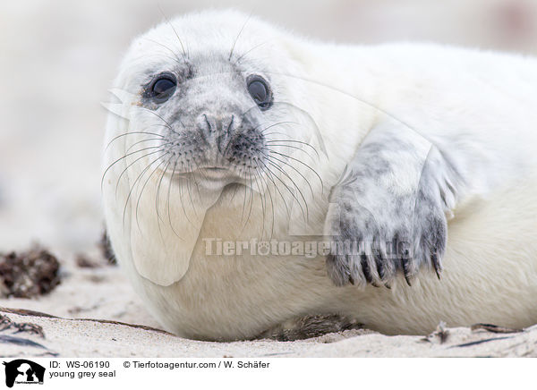 Robbenbaby / young grey seal / WS-06190