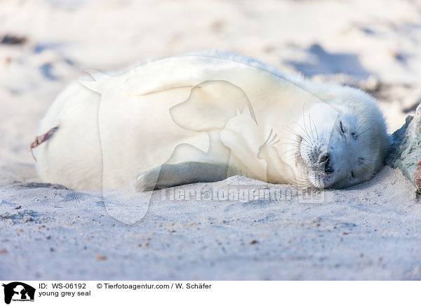 Robbenbaby / young grey seal / WS-06192