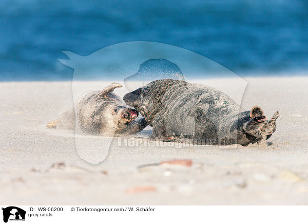 grey seals / WS-06200