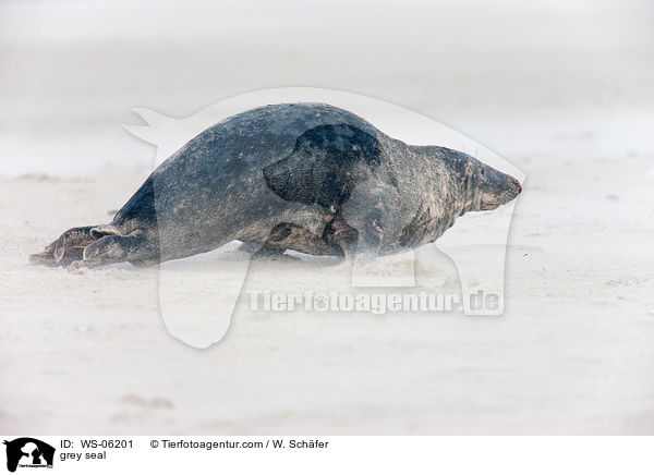 Kegelrobbe / grey seal / WS-06201