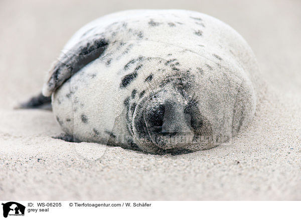 grey seal / WS-06205