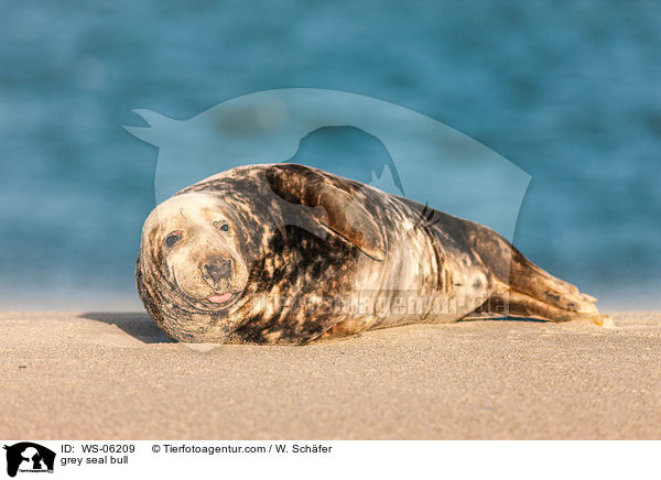 grey seal bull / WS-06209