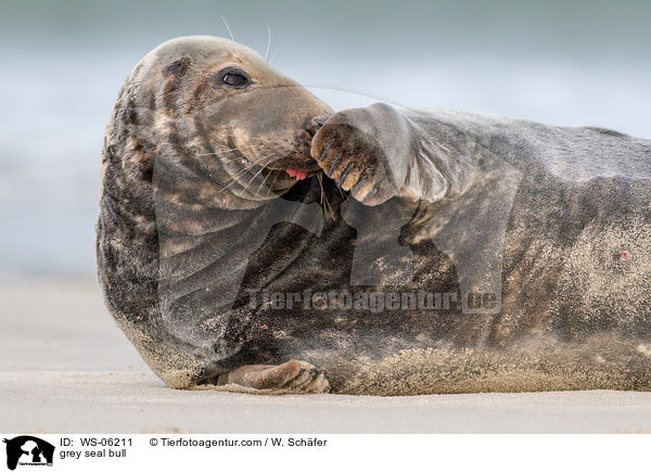 grey seal bull / WS-06211