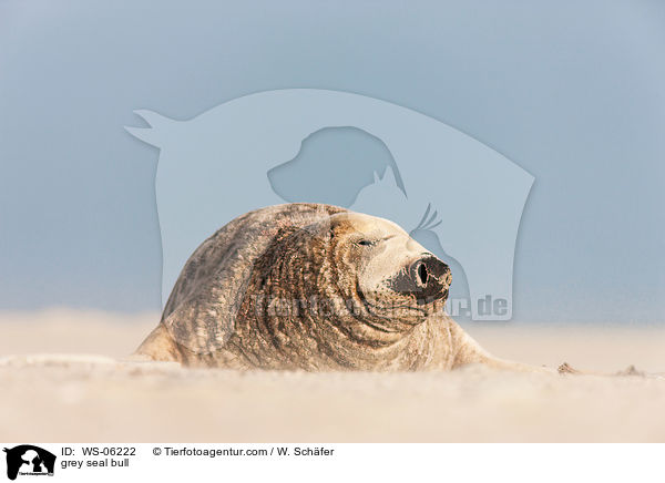 Robbenbulle / grey seal bull / WS-06222