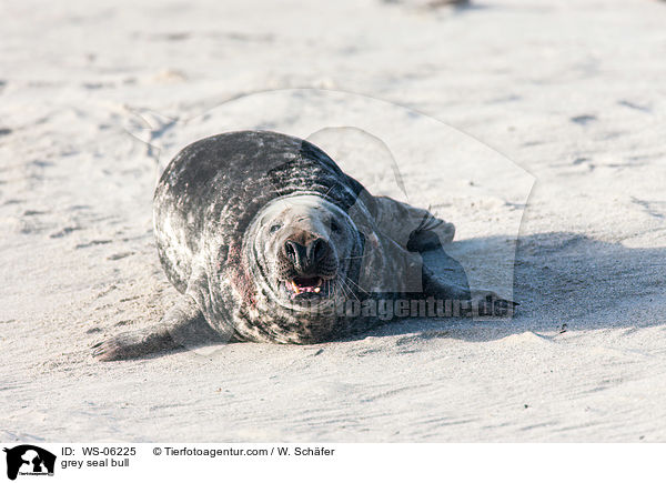 Robbenbulle / grey seal bull / WS-06225