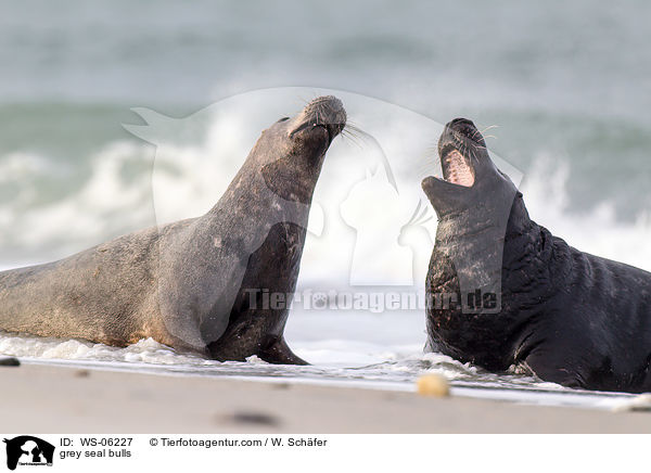 Robbenbullen / grey seal bulls / WS-06227