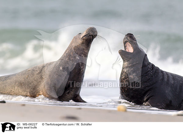 grey seal bulls / WS-06227
