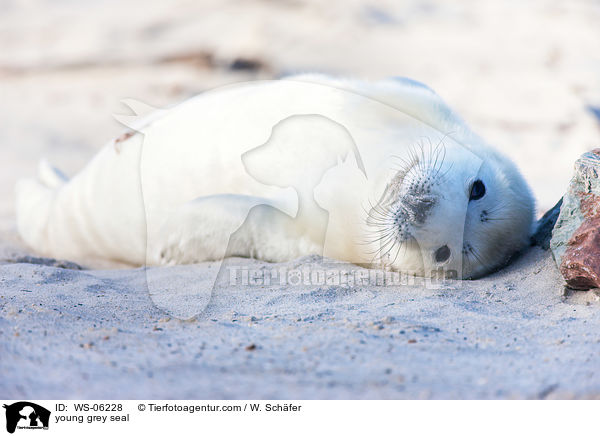 Robbenbaby / young grey seal / WS-06228