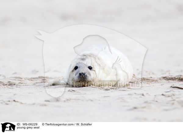 young grey seal / WS-06229